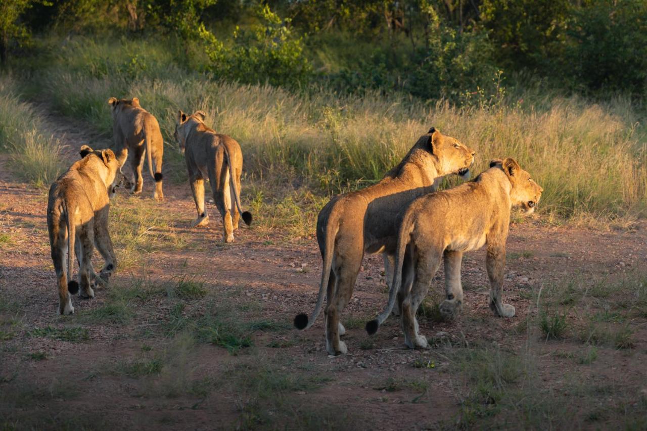 הודספרויט Milima Big 5 Safari Lodge מראה חיצוני תמונה